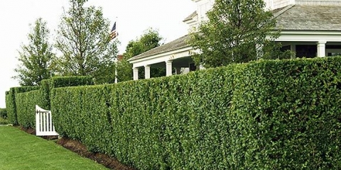 Živa ograda od šimšira